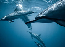 华体会正版下载：开启官方体验的新篇章